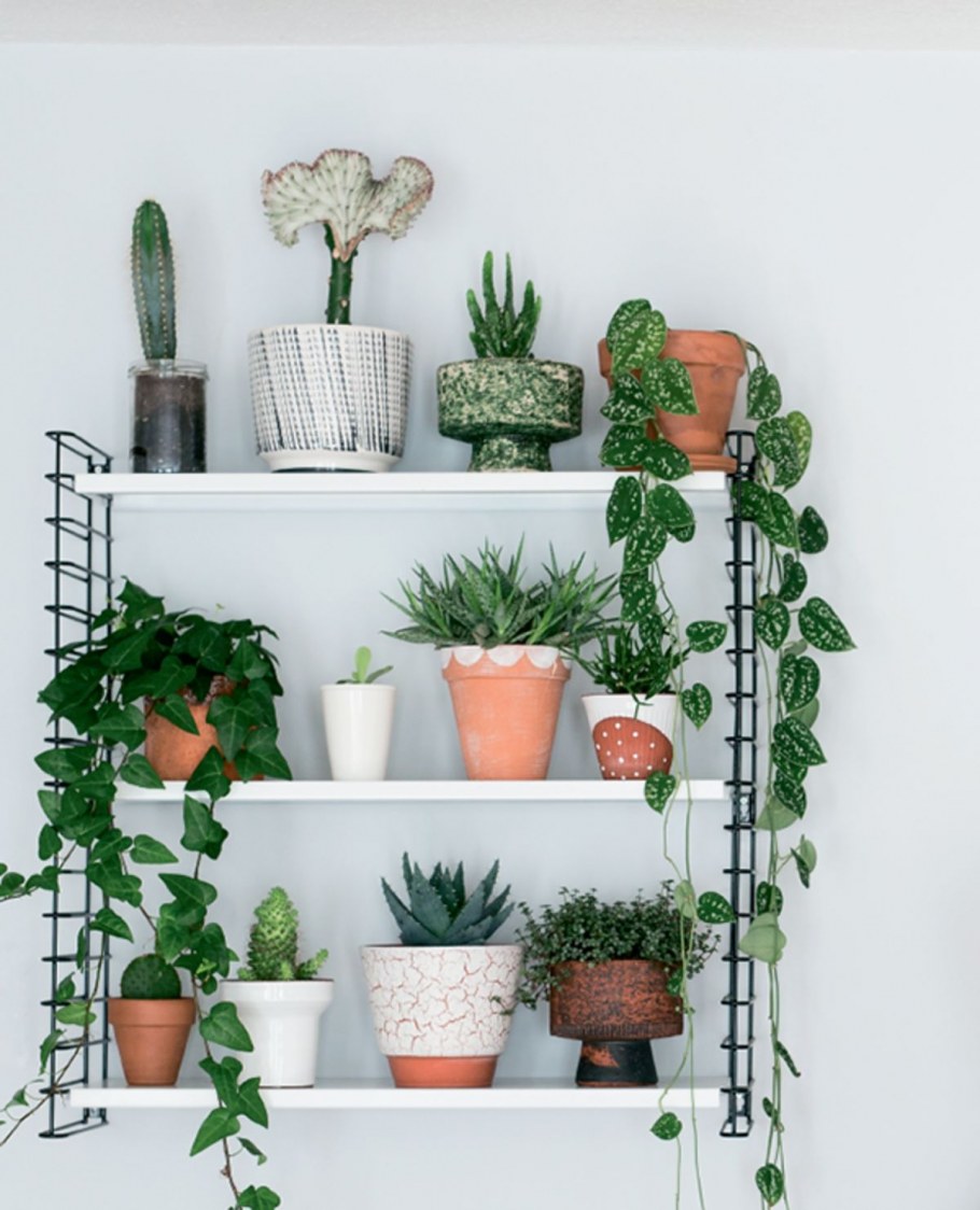 Комнатные растения на полках