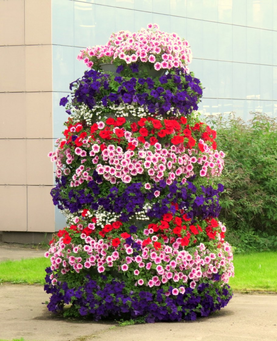 Петуния Королевская клумба