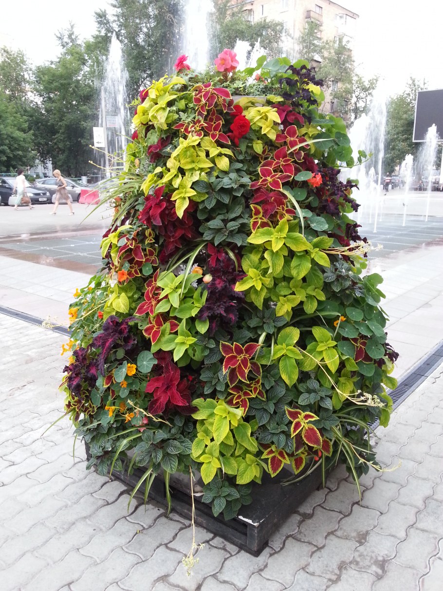 Садовая Лиана клематис