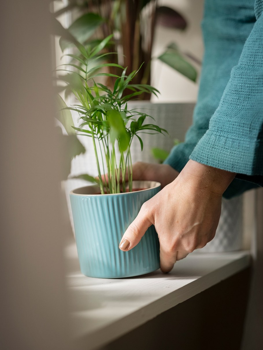 Хамедорея Росток