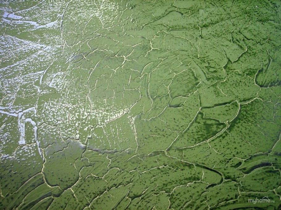 Шпаклевка венецианка зеленый