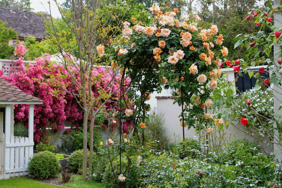 Роза плетистая Жемчужина стиля