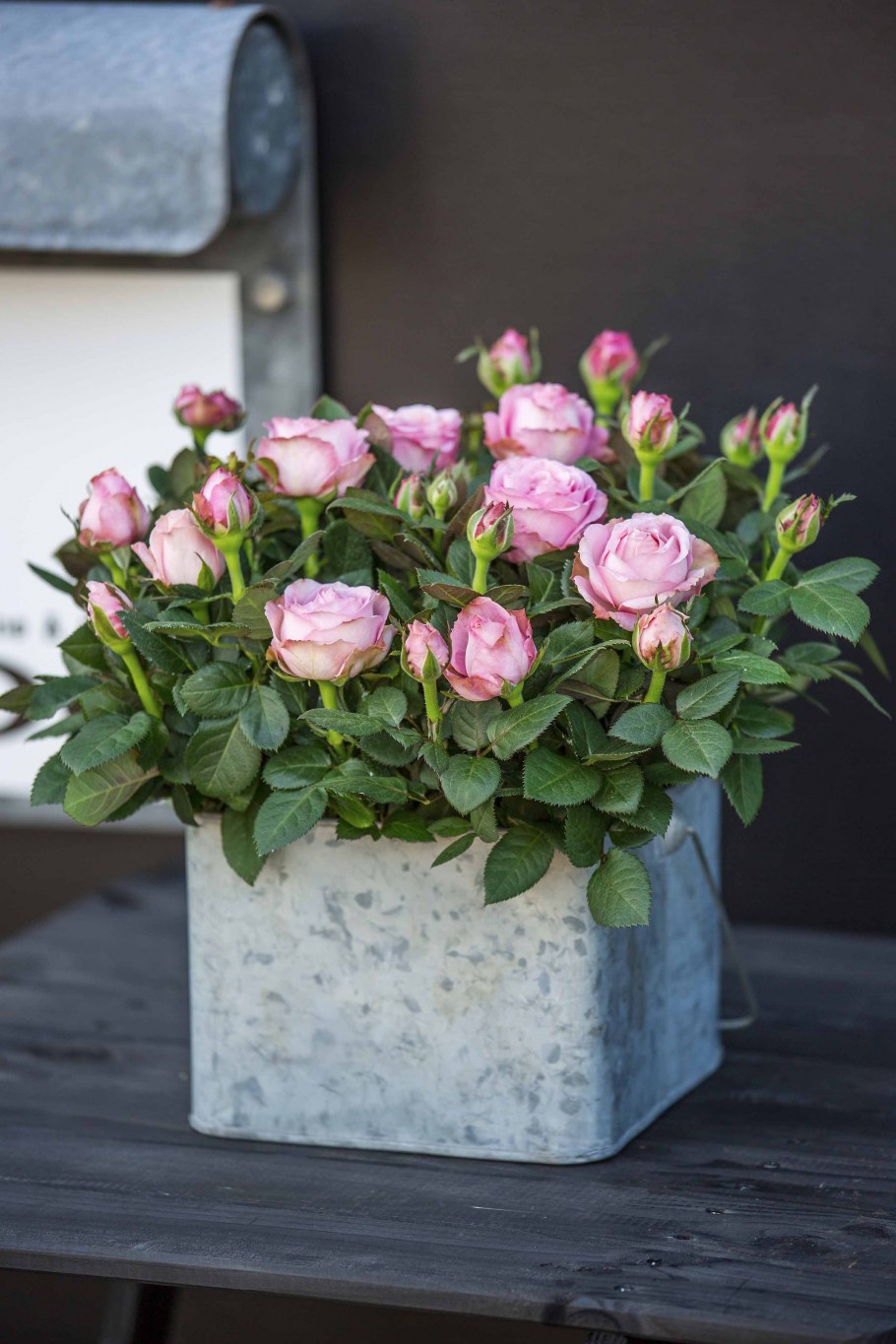 Роза Садовая кустовая