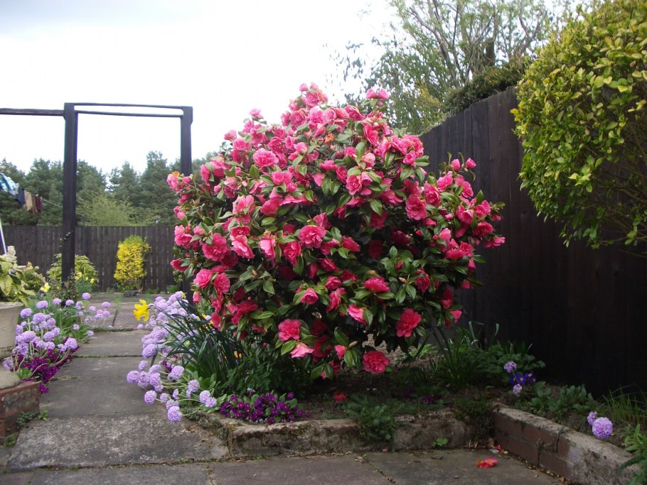 Роза Розария Югторсан