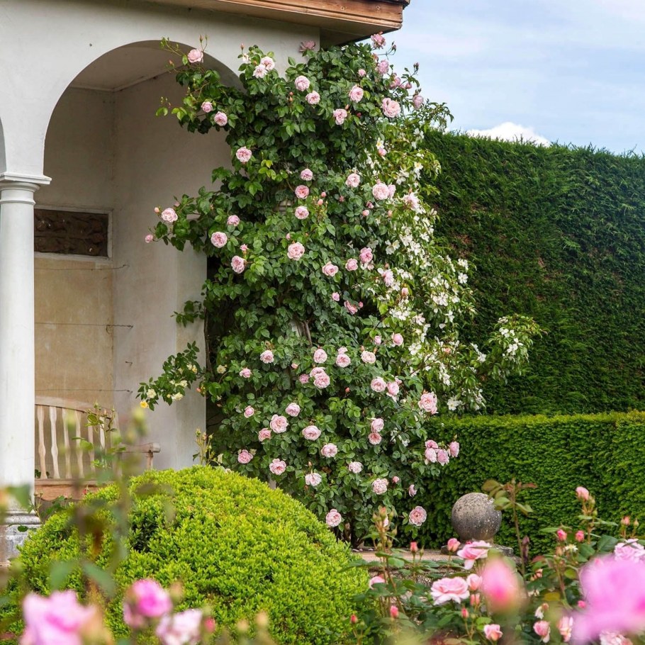 Дженероуз Гарден роза плетистая