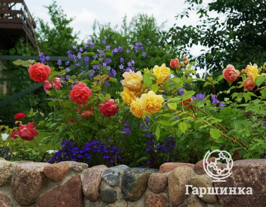 Розы Остина в миксбордере в саду