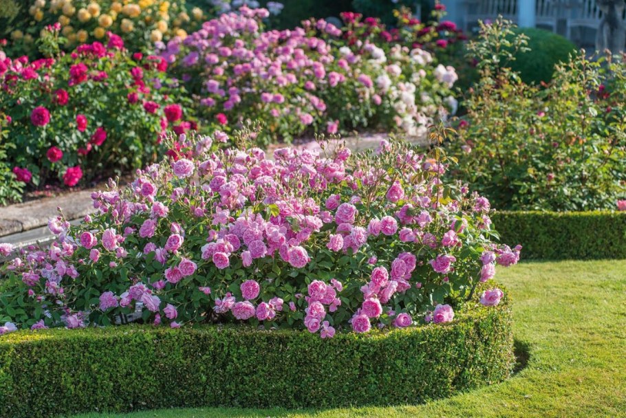 Изгородь ландшафтный роза Парковая