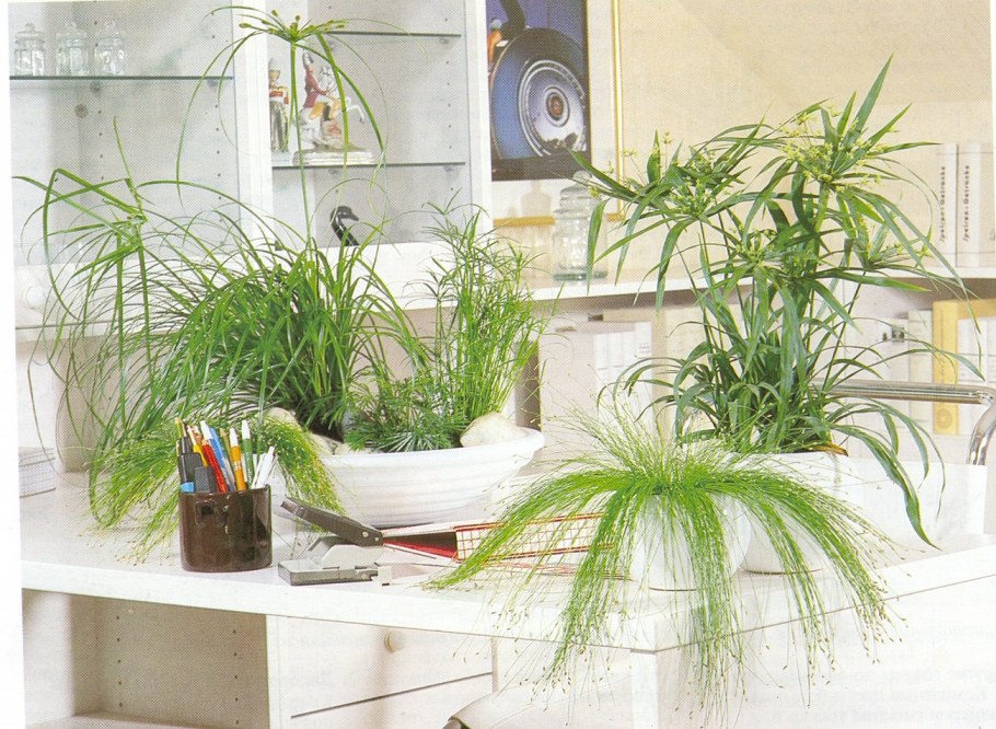 Размещение комнатных растений в интерьере 6 класс