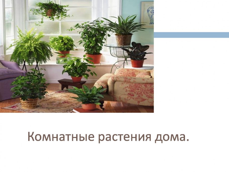 Комнатные растения в школе дома проект