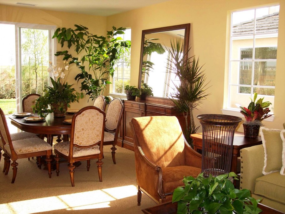 Растения в интерьере