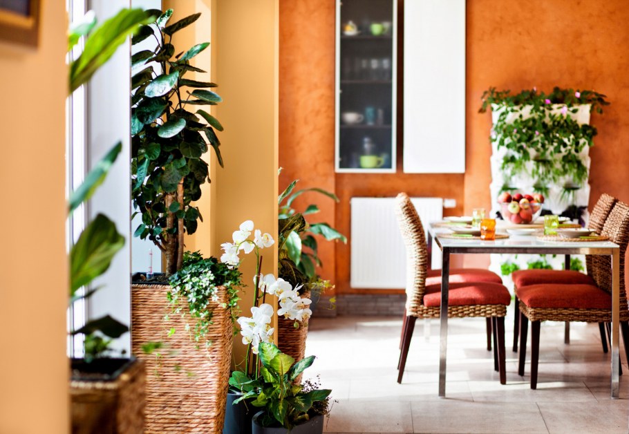 Озеленение столовой