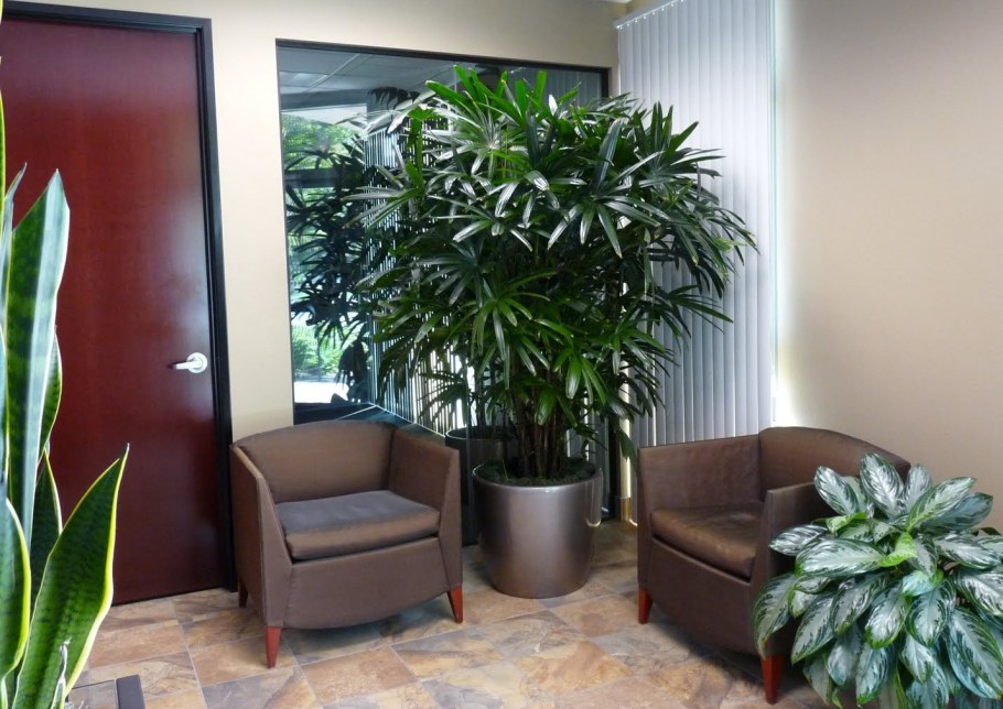 Цветы комнатные тенелюбивые крупномеры