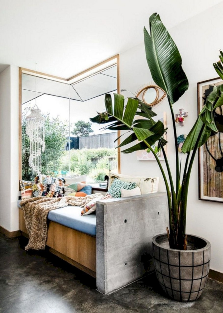 Спатифиллум луковичный