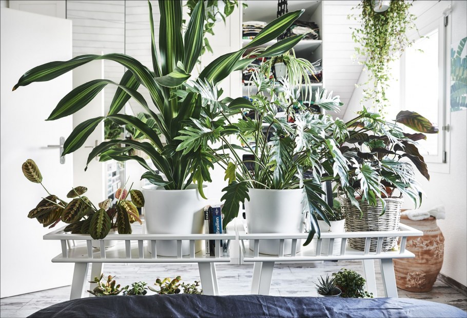 Джунгли в квартире