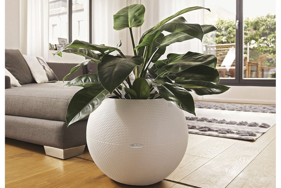 Композиции из горшечных цветов