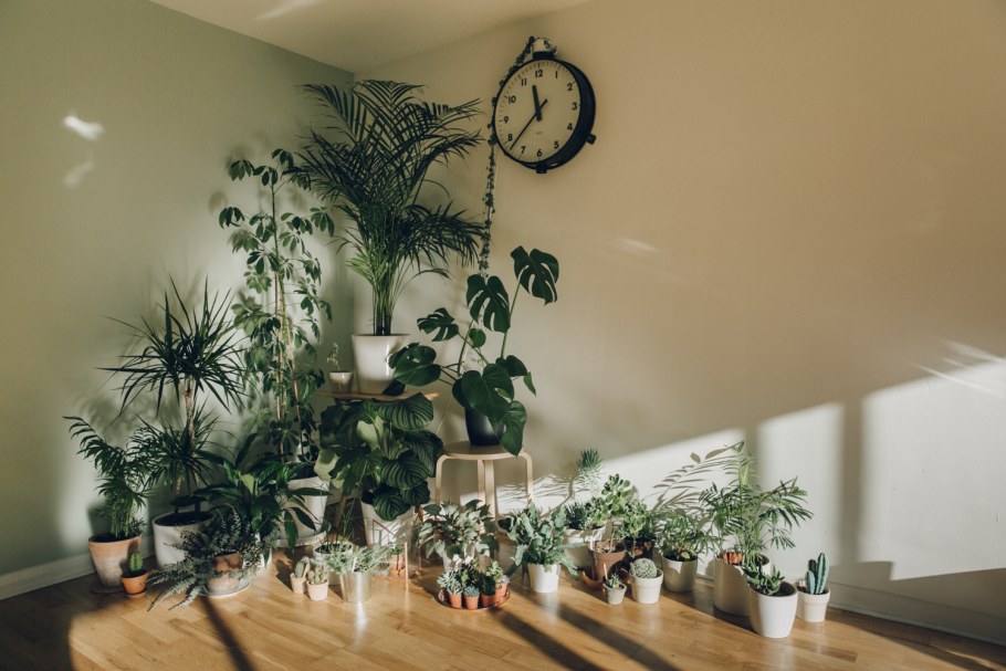 Композиции из растений в интерьере