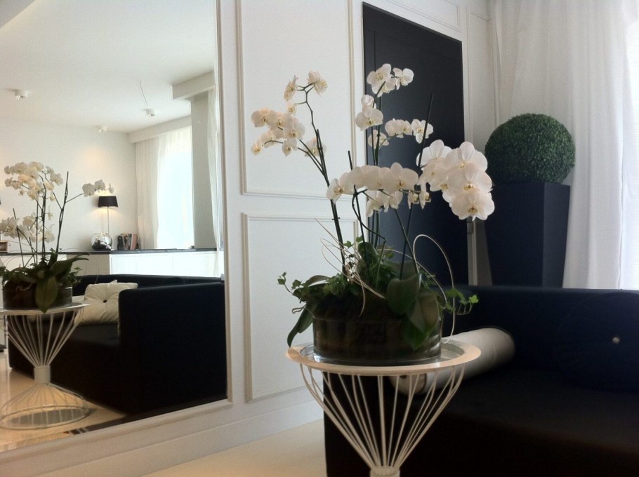 Цветок Калатея орбифолия