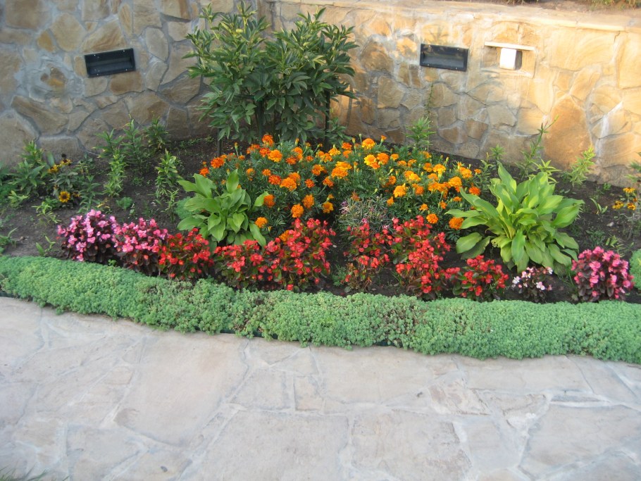 Клумба из низкорослых растений