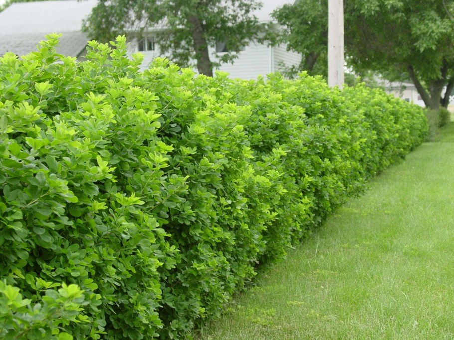 Бирючина обыкновенная (Ligustrum vulgare)