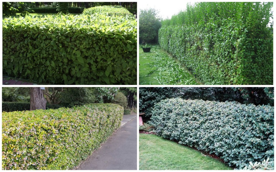 Кизильник блестящий Cotoneaster lucidus