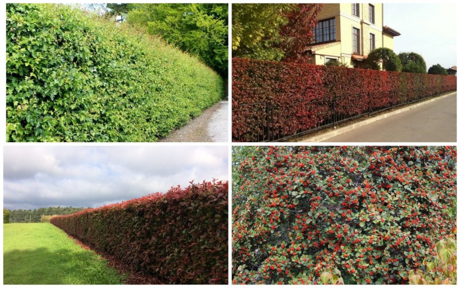 Шпалерная Живая изгородь