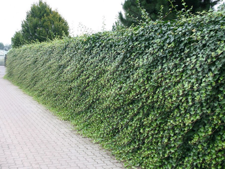 Плющ(Hedera Helix) Живая изгородь