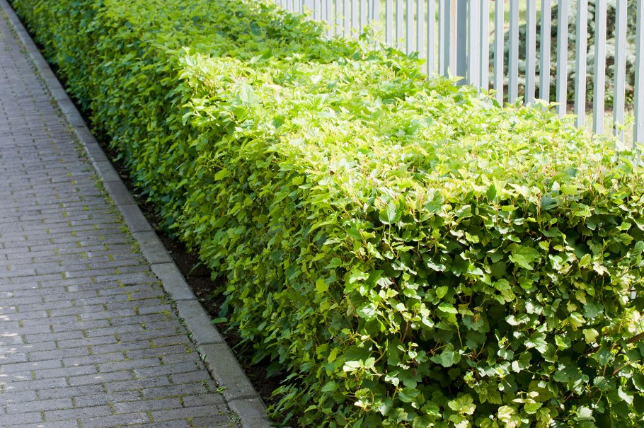 Пузыреплодник калинолистный Живая изгородь