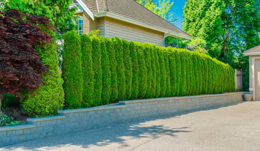 Гортензия Лаймлайт Живая изгородь