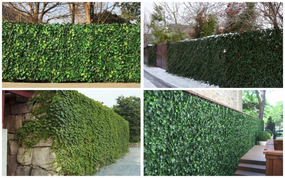 Ипомея вертикальное Озеленение