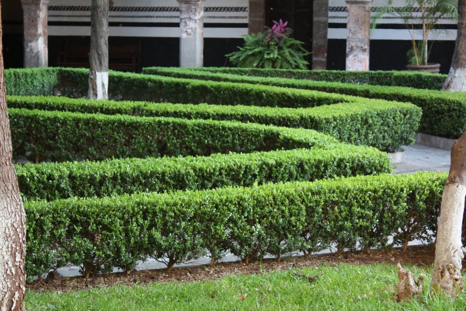 Живая изгородь в Сибири быстрорастущая многолетняя