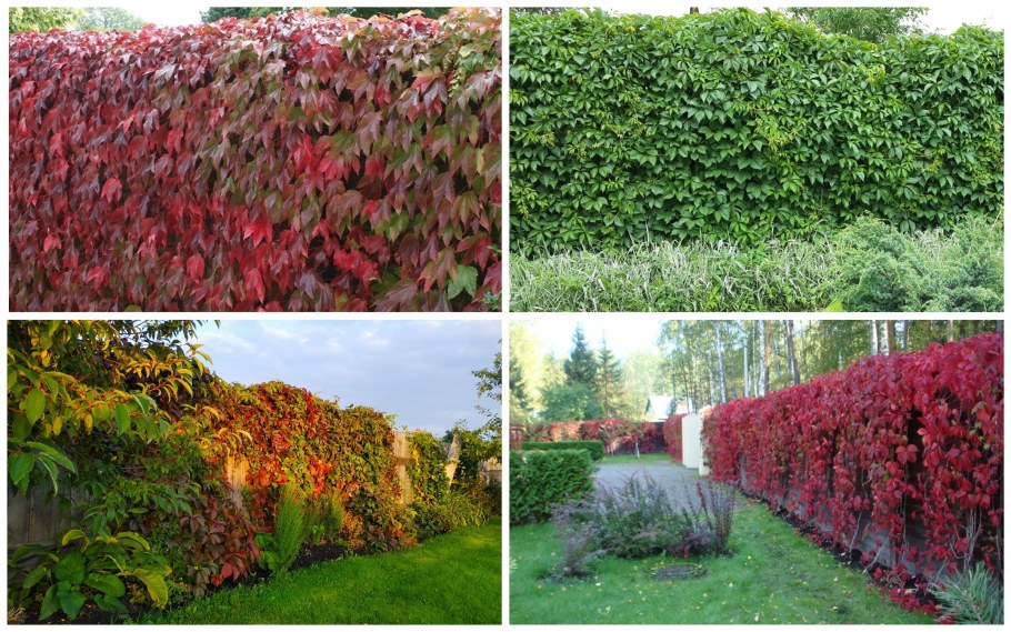 Дерен белый Элегантиссима Живая изгородь