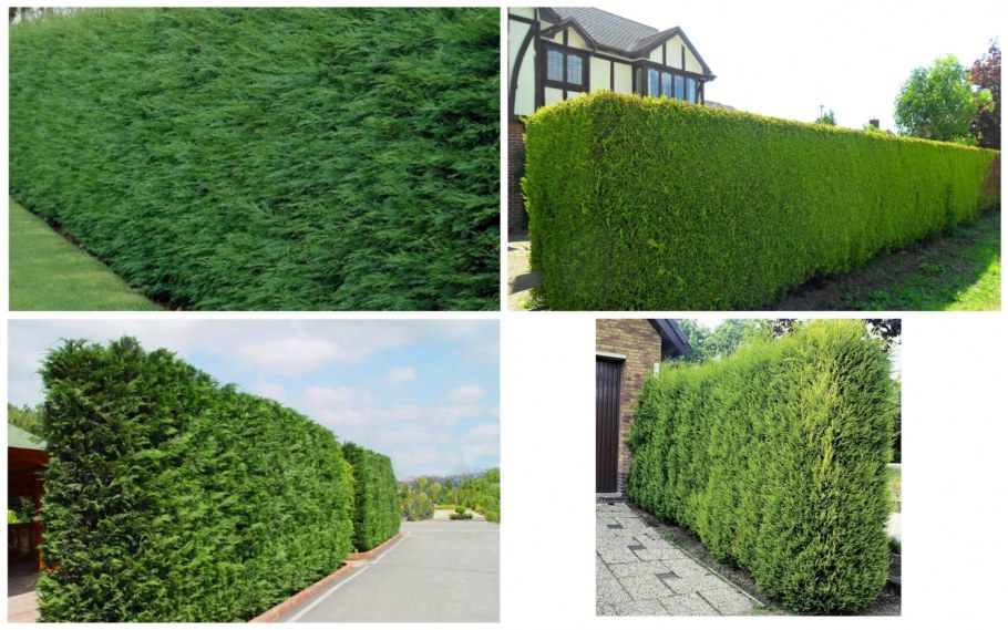 Девичий виноград (партеноциссус) - Лиана