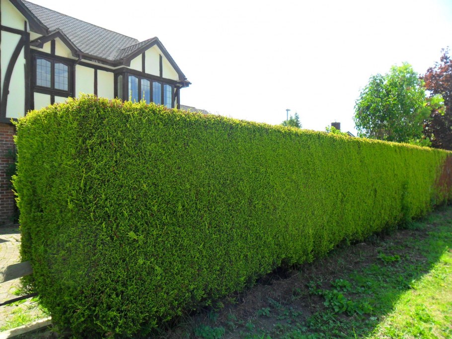Кипарисовик Лейланда Живая изгородь