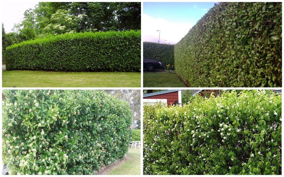 Жимолость каприфоль изгородь