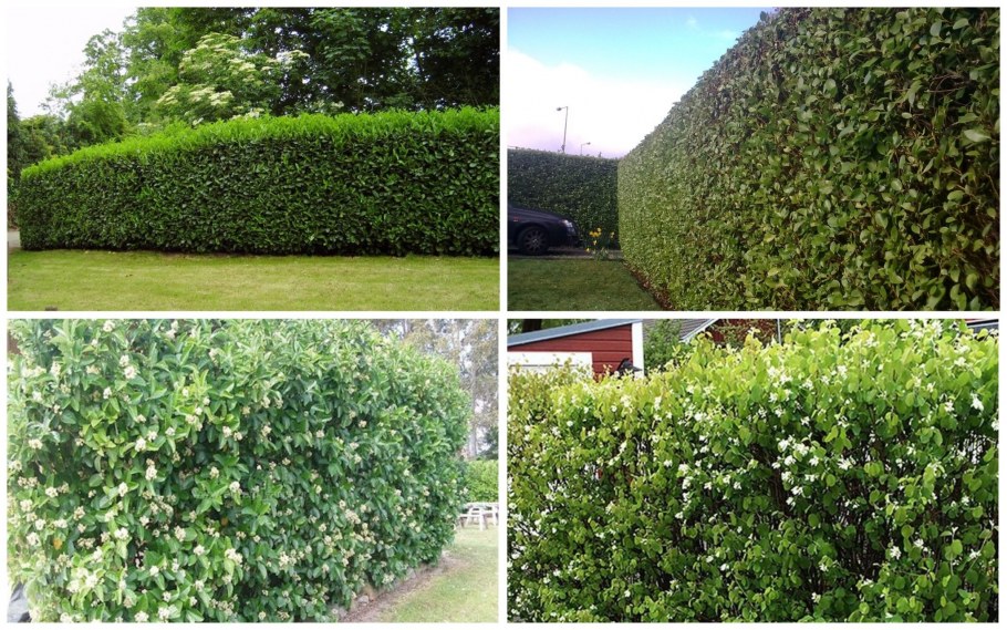 Самшит вечнозеленый Живая изгородь