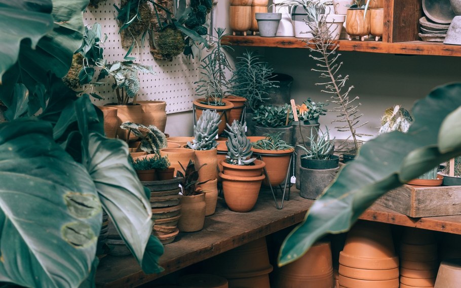 Эстетичные комнатные растения