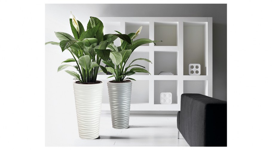 Лечуза Кубико 50