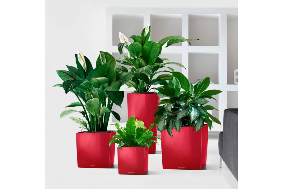 Монстера Lechuza Quadro