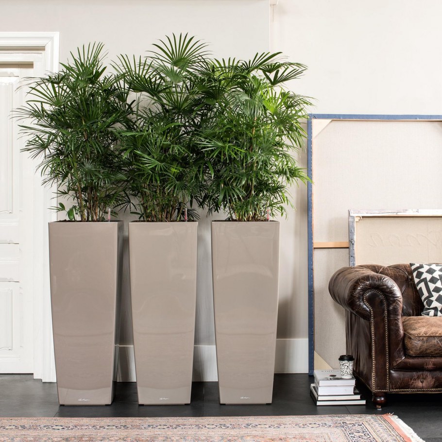 Lechuza Кубико