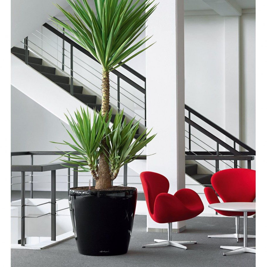 Юкка 3 ствола + Lechuza