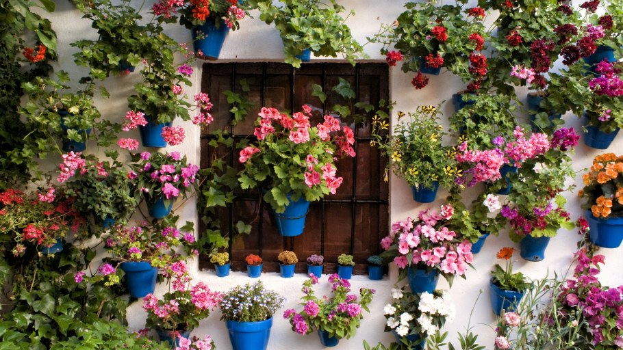 Цветы на стене