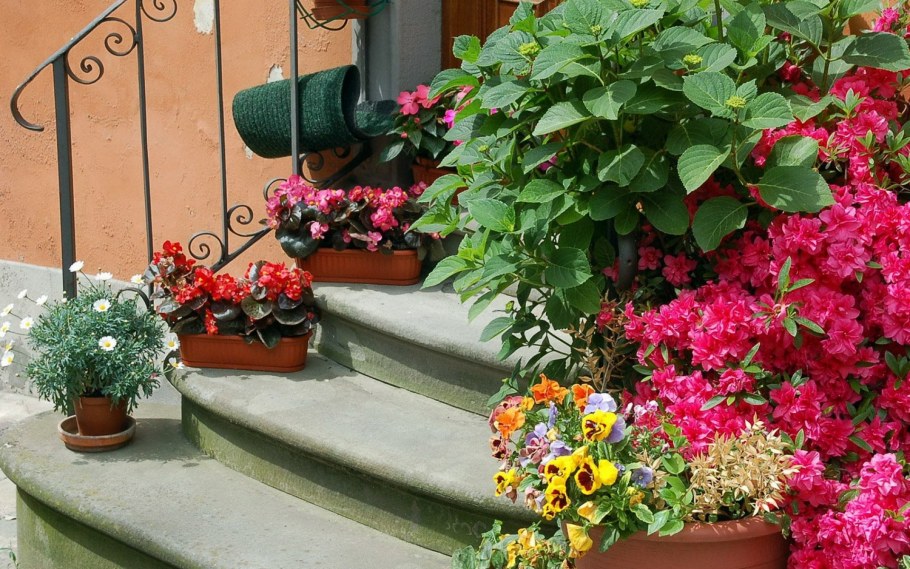 Цветы в горшках на крыльце