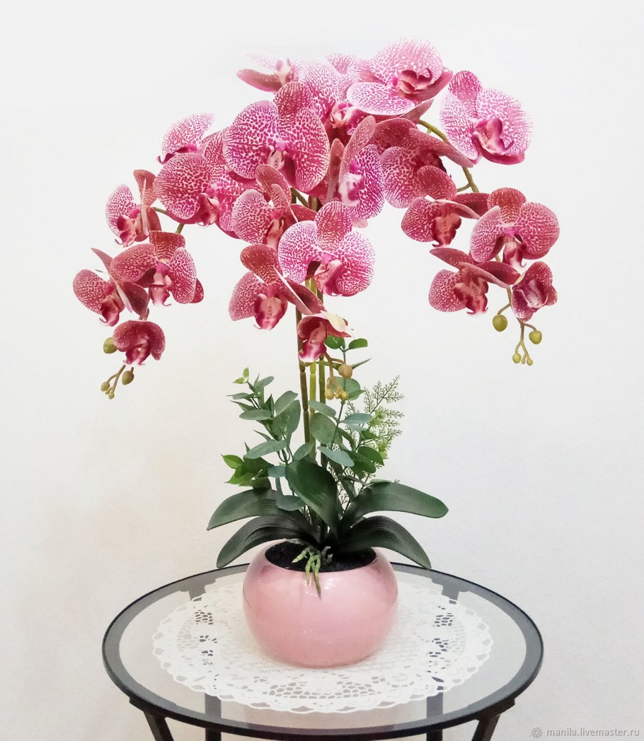 Орхидея фаленопсис Manila