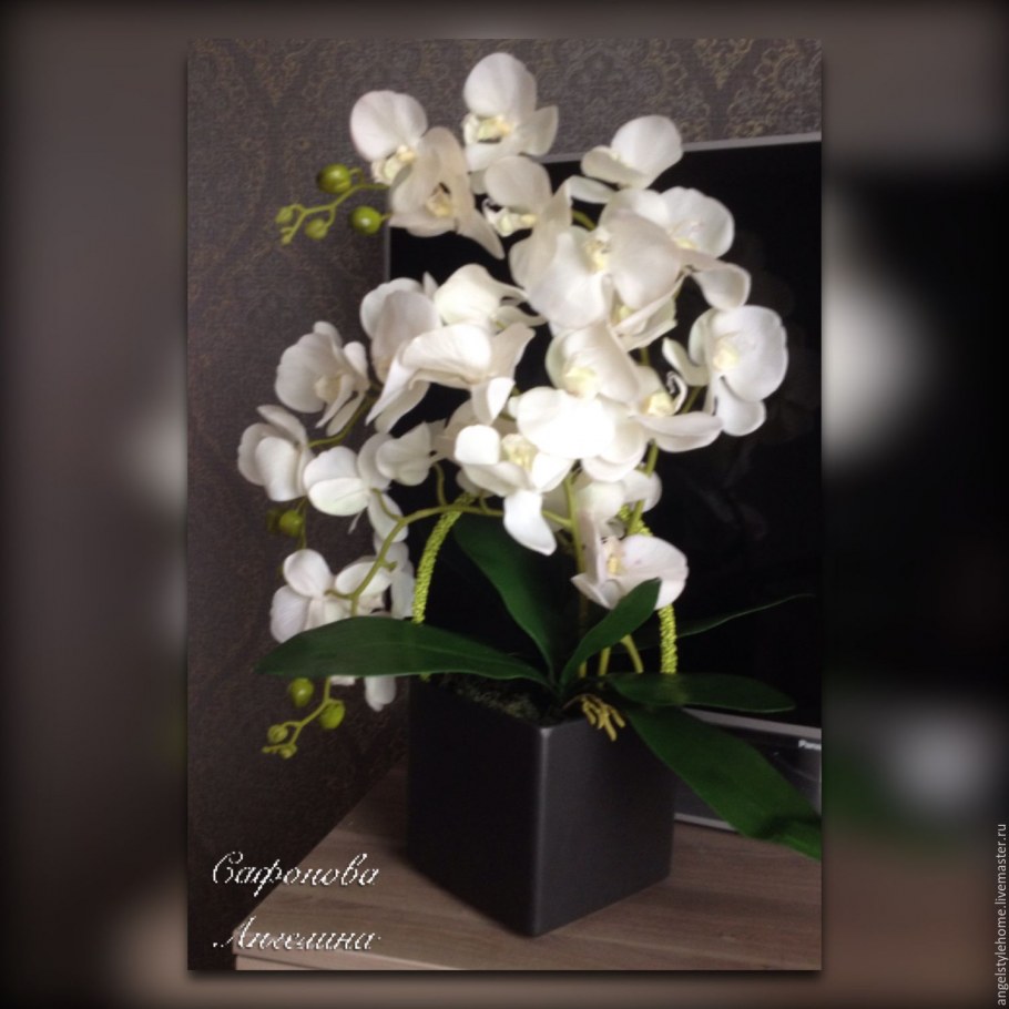 Фаленопсис чудо