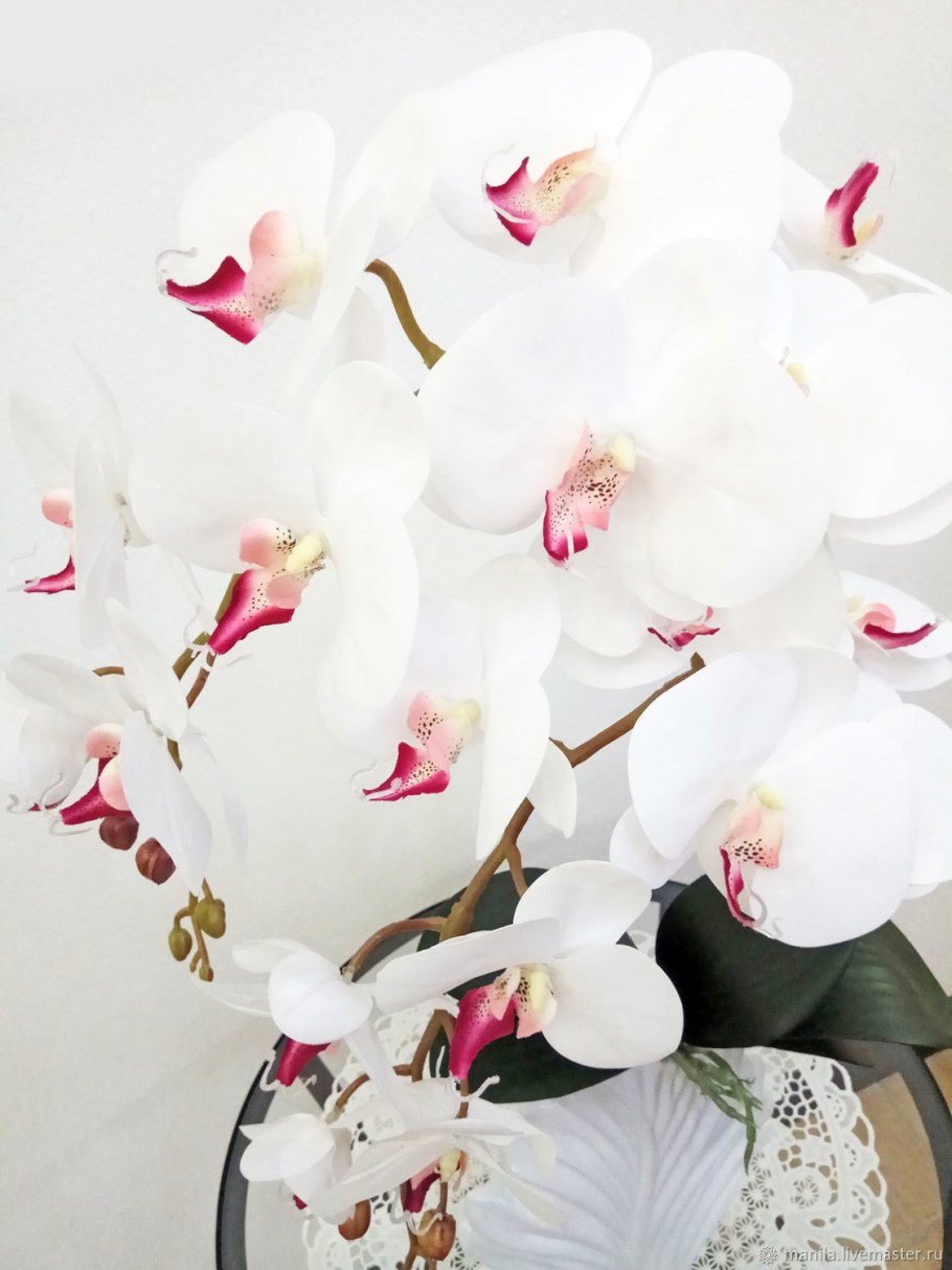 Фаленопсис во флористике