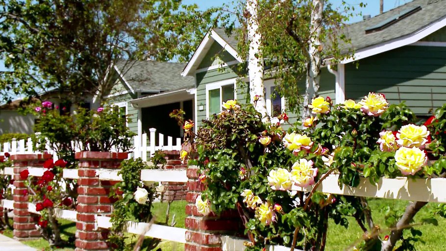 Розы в палисаднике на даче