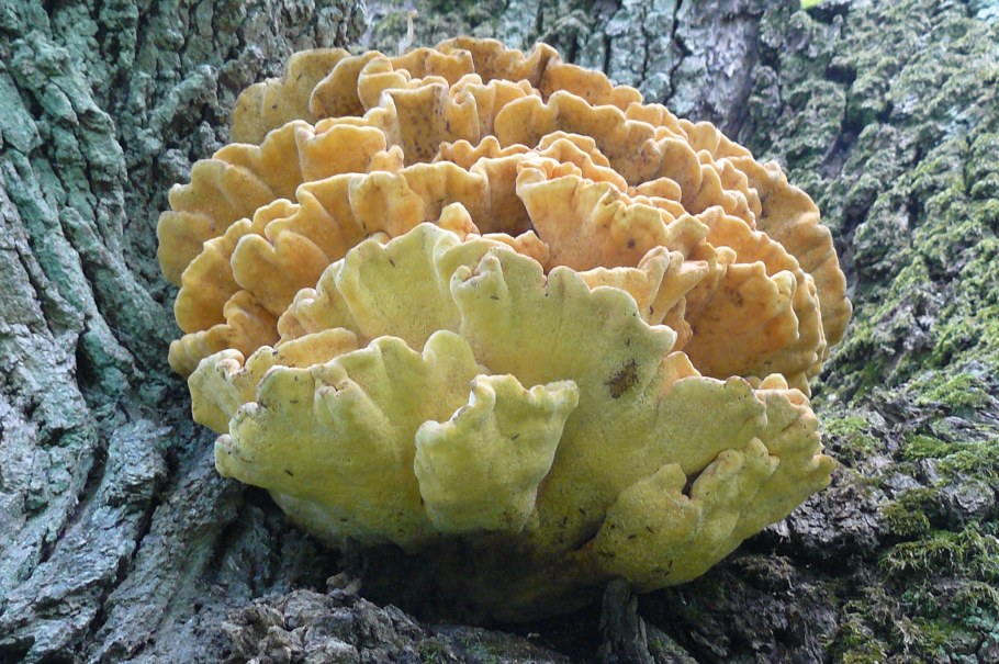 Дуб черешчатый летний сад