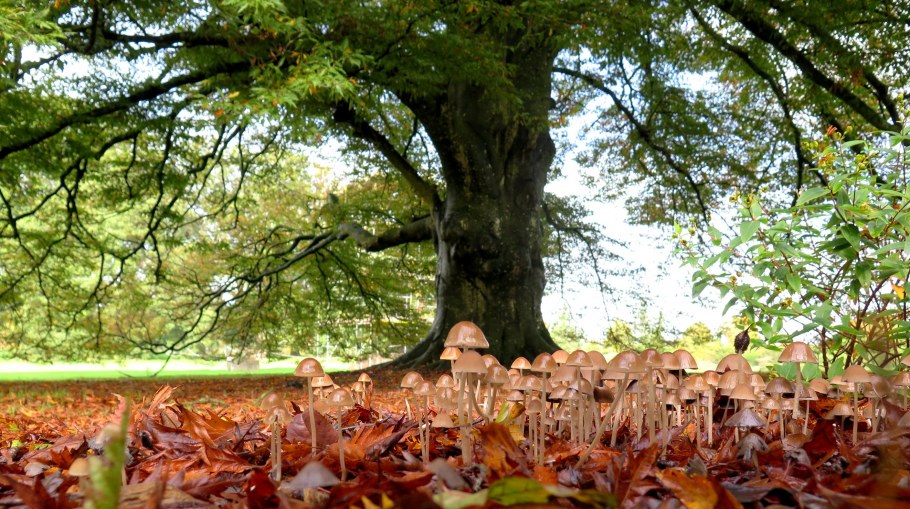 Паркет елочка современный