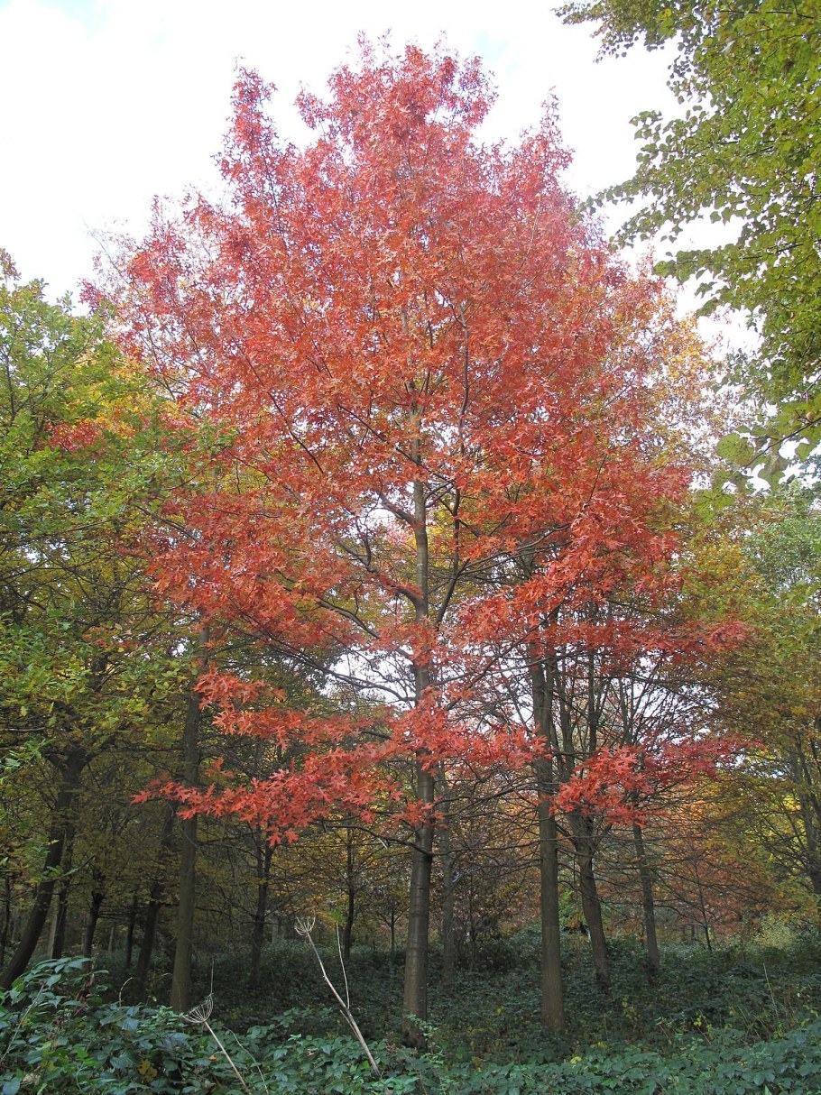 Дом Тимирязев парк
