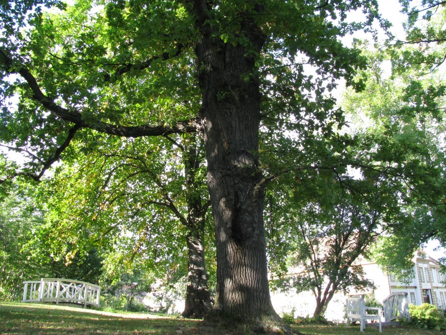 Фото растительности Кубани дуб